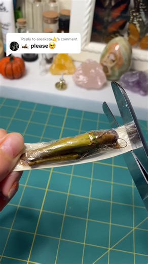 How to Pin a Grasshopper: Step-by-Step Guide