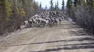 WATCH: The caribou are out in Old Crow, Yukon - right in the community! Susie Josh Wiese sent us this video of an up-close encounter. | CBC North
