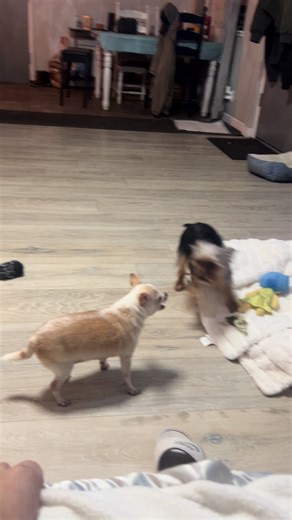 Luna loves messing with Baby D.. sister love 💗