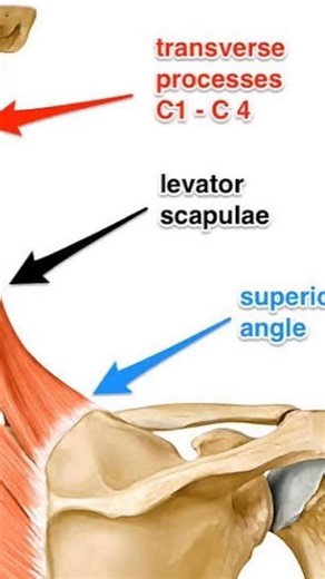 🔷 Levator Scapulae: The Hidden Driver of Neck & Scapular Dysfunction #drarslanyasinsukhera #facetjoi