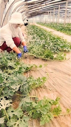 Techniques for Maximizing Watermelon Yield in Small Spaces #farmingtech