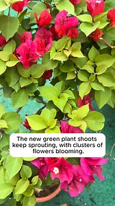 What to do when the soil is hard and not well-drained? #backyardgardening #gardeninglife #vegetablegardening #vegetablegarden | Home Gardening