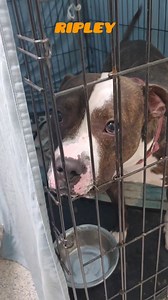 When we closed up tonight, we left six dogs in crates in the building. There are no open kennels. This has been the situation for most of the past year. It never gets easier seeing them bedded down in those small spaces, with their sad faces. Please share for these dogs and the other 100 in the building. Please visit us this weekend. Adoption fee is just $1 all weekend. Hours at the shelter are 11am to 4pm. Dogs must meet all the humans and any dogs that live in your home. We will have dogs out 