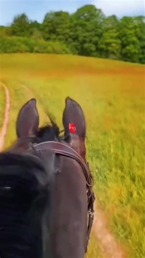 Discovering the Life of a Horse Enthusiast