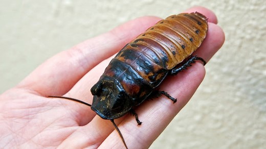 Hissing Cockroach