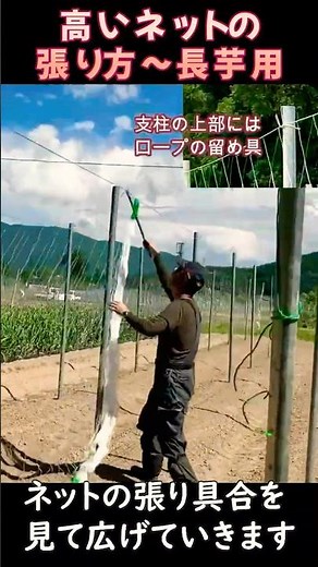 高いネットの張り方（長芋用）ショート動画：2026年版