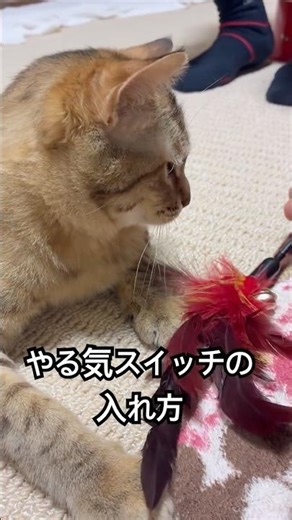 猫と遊びたい時にスイッチを入れる方法