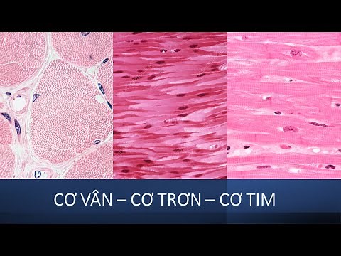 Cơ vân - Cơ trơn - Cơ tim: 5 phút Mô phôi