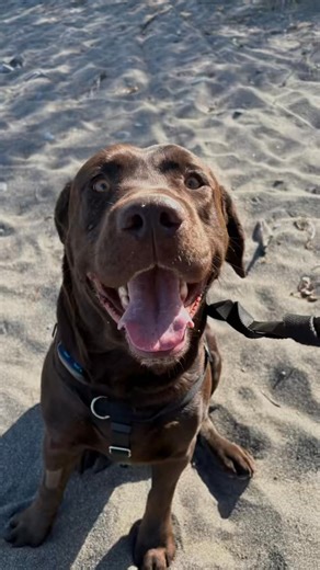 ✨ Meet Echo! ✨ Echo is a 3-year-old chocolate Lab who is just as sweet as his rich, glossy coat. This adorable big guy is playful, affectionate, and always eager to be part of family life. Whether it’s offering his paw for attention, curling up for floor naps, or snuggling at bedtime, Echo is happiest when he’s close to his people. 💕 Gentle and patient, Echo is wonderful with kids of all ages and loves to interact with everyone he meets. He’s a social boy who adores his toys especially his tire