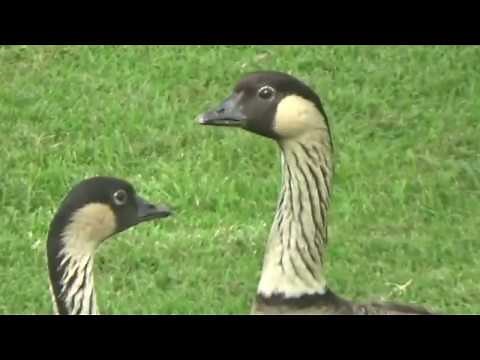 Hawaiian "Nene" Goose