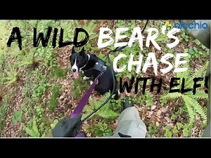 Karelian Bear Dog Adventures: A wild bear's chase back into the forest (Elf)｜クマの追い払い｜Picchio｜ピッキオ軽井沢