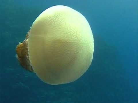 Documentary National Geographic Austraila's Great Barrier Reef