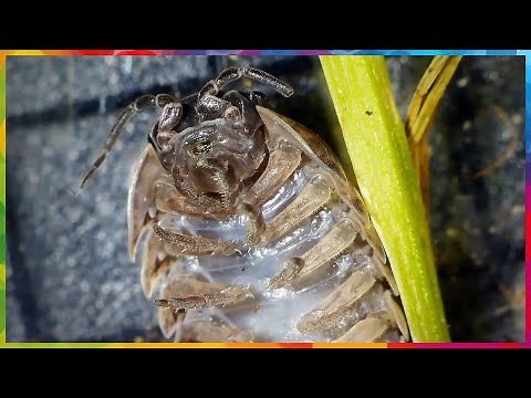 The life of a Roly Poly