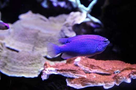 Blue devil damselfish: care guide & facts | Saltwater Aquarium Blog