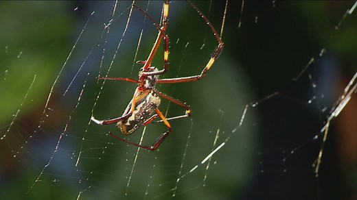 Wie baut die Spinne ihr Netz?