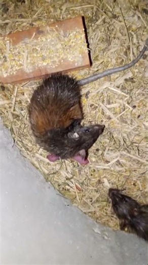 កណ្ដុរប្រែងចិញ្ចឹមពូជសាច់កូនដំបូង #rat #ទ្រីដាណា