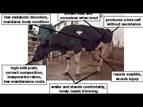 Characteristics of a Dairy cow