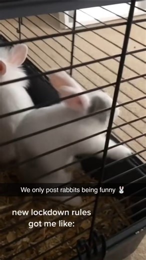 Rabbits Being Funny on Instagram: ""These bunnies are taking funny to a whole new level! 🐰🤣 From zoomies to unexpected antics, they’re guaranteed to make you smile. Tag a friend who needs a good laugh! 😆 #FunnyBunnies #RabbitAntics #CuteAndFunny #AnimalComedy #BunnyZoomies #FYP #ViralLaughs""