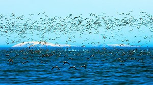 Netflix’s “Our Planet” — Episode 1: “One Planet”