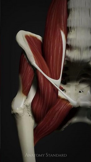 Deep muscles of the hip from the anterior view #anatomystandard #hipanatomy #lowerlimbanatomy