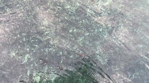 24K views · 238 reactions | The batfish were right by the dock this am. Their dorsal fins penetrated the surface like a shark. These fish are so cool. They’ll follow you around keeping a distance of about 10 feet. | Mr. Saltwater Tank | Facebook