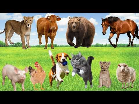 Discover Farm Animals: Sheep, Horse, Cow, Water Buffalo, Chicken, Cat, Dog, Pig, Goat – Cute Animals