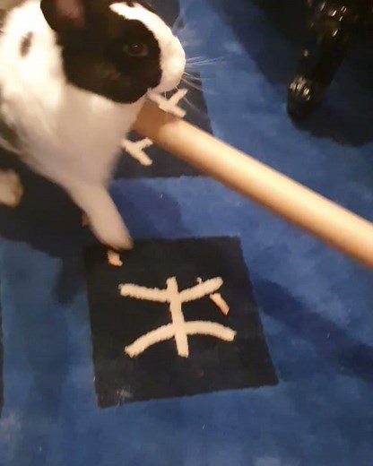 😡😡🐰 Enraged bunny throws a temper tantrum; He hates his present, attacks the wrapping 😡😡😡🐰