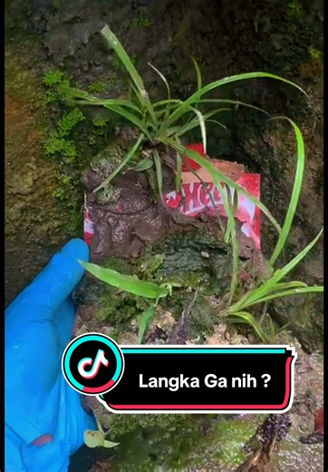 Menemukan Hot Wheels Langka Berlumut