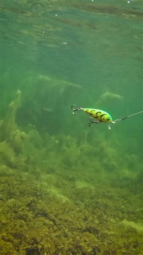 50K views · 427 reactions | Salmo Butcher is a fantastic lure for targeting smaller predators such as perch and chub and it can be fished effectively on all types of waters! | Salmo | Facebook