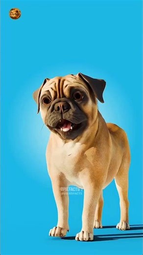 How Humans Made Pugs Suffer 😢 | Dark History of Breeding