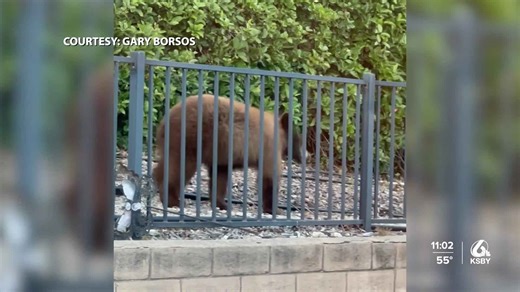 Bear wanders into backyard of Arroyo Grande home