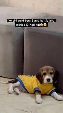 beagle meri baat nahi sunta #beaglepuppy #funny #pets