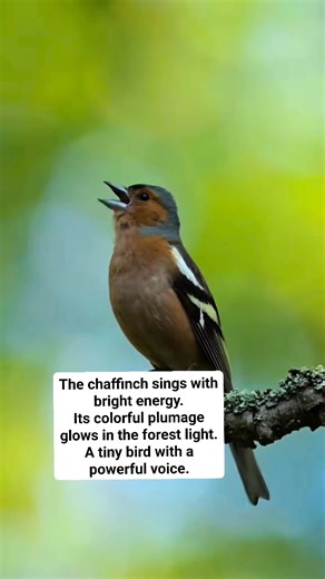 The chaffinch is known for its cheerful song and vibrant colors. Often seen hopping between branches, this small bird adds life and music to any woodland it visits. #Chaffinch #Songbird #WildBirds #NatureBeauty #BirdWatching #ForestLife #BirdLovers #WildlifePhotography | perkutut gacoor