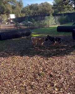 It’s Frisky Friday! Here is Izzy and Brother having a blast! 🐕 Volunteers are welcome to join us each Friday at 10 am for playgroup! Who is going to join us? We would love to expand our playgroup team and provide play for our pups more days of the week! What you can expect: 🐶 Learn all about Playgroups- the why, the how and the fun behind it! 🌈 Discover why playgroups are crucial to the well-being of our dogs while awaiting adoption! 🎭 Explore different play styles exhibited by our dog socia