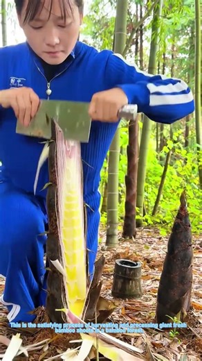 Bamboo Shoot Harvest: Cutting Giant Fresh Bamboo Shoots 🌱