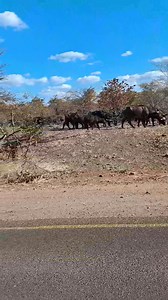 Driving Along the Victoria Falls Road, Zimbabwe 🇿🇼 If you're driving along the Victoria Falls Road in Zimbabwe, it's one of the best ways to experience our country's wild beauty—especially for adventurous travelers! 🛣️🦬 Just imagine: while you're driving, you might see a herd of buffalo crossing the road right in front of you. It’s a powerful and unforgettable sight—one you won’t get in many places around the world. This journey gives you a free glimpse of Zimbabwe’s amazing wildlife and nat