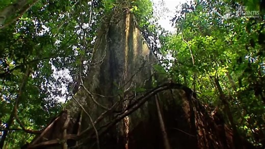 Amazon Planet (full documentary)