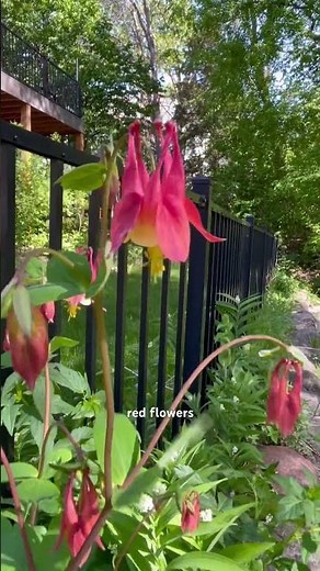 Native wildflower identification #nativeplants #wildflowers #identification #nature