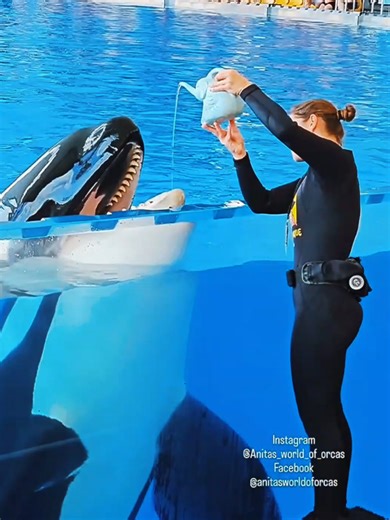 Dolphins in a Beautiful Underwater Journey