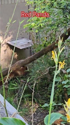 Red Panda (Ailurus fulgens)
