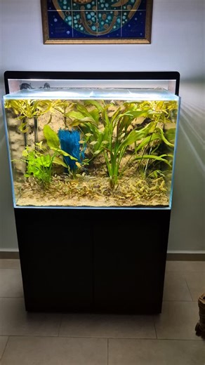 hobihanem on Instagram: "Hyphessobrycon Procyon @rainbow_fish_tr"