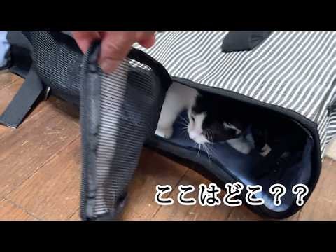 初めての部屋に入った子猫たちの反応