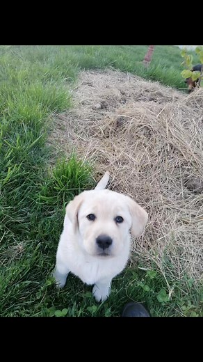 On profite des premiers rayons du soleil. Petite labrador sable née le 11 février ❤️ Elevage de la Mare au tilleul dans le nord du Loir-et-Cher #ElevageLabrador #chiotdisponible #chiotlabrador #labradorretriever #chiot #labrador | Elevage de la Mare au tilleul