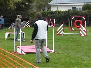 berger australien australian shepherd agility
