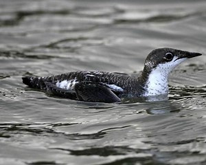 Long billed murrelet - Alchetron, The Free Social Encyclopedia