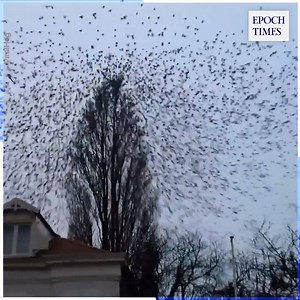 Eine Scharr Vögel verlässt den Baum. 😲😍 Credit: ViralHog | Epoch Times Panorama