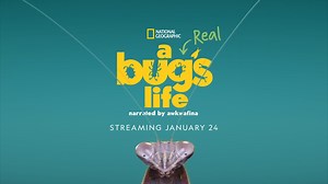 Documentary – National Geographic: A Real Bugs Life