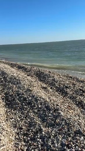 SHELLmazing! 🙌 It don’t get any better than this! 🐚❤️ what is wrong with? 🐚 Join us : 239-571-2331 www.treasureseekersshelltours.com 🐚 Only Collect Empty Shells 🐚 #reels #reelsvideo❤️ #reelstoday #reelstoday #reelstrend #reelstrend #reels2025 #reelsi̇nstagram #treasureseekersshelltours #shellmarcoisland #treasureseekersshelltours #shells #shoregoodsmarcoisland #gulfcoasttoursllc # | Treasure Seekers Shell Tours