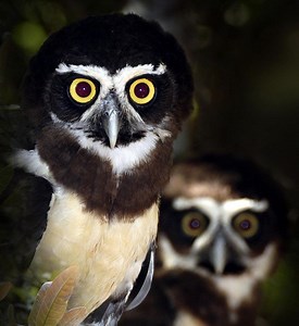 Spectacled owl - Alchetron, The Free Social Encyclopedia