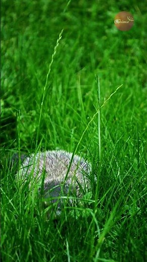 Cinematic Moments: Watching a Tiny Baby Woodchuck Foraging in Tall Grass